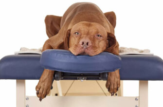 как правильно делать массаж собаке