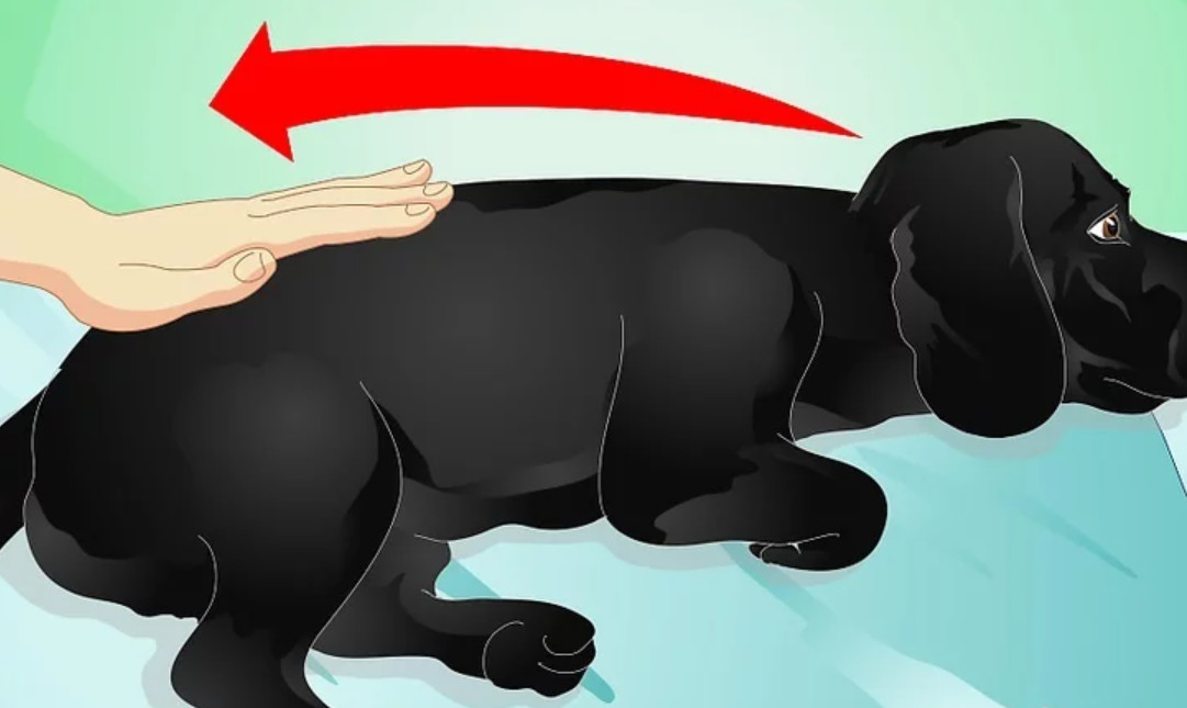 начните гладить собаку