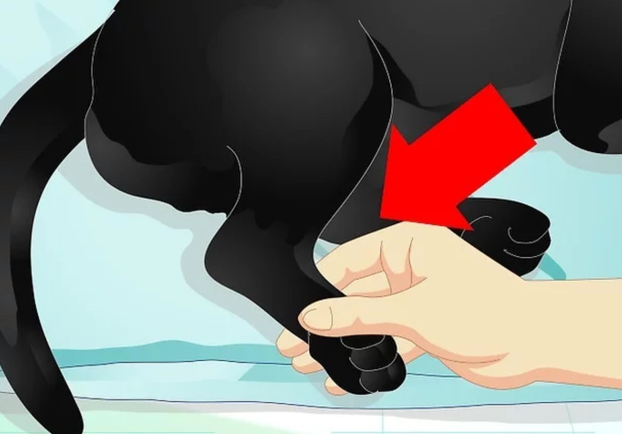 потерять лапы животного